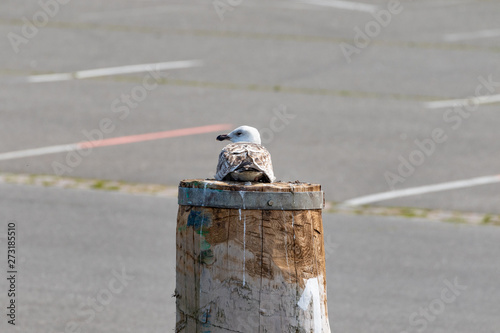 Single seagull with brown feathers sitting on a single pole in the harbor in summer with sunlight
