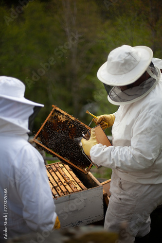 beekeeper and bees © JosRamn