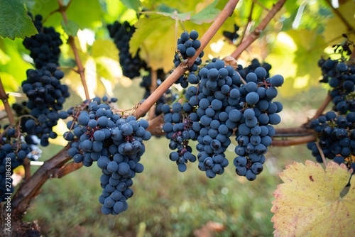 bunch of grapes on the vine