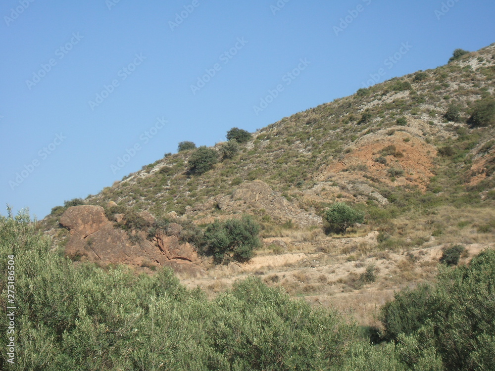 Paisaje en tierras de secano con encinas (Quercus Ilex) y olivos (Olea Europaea)