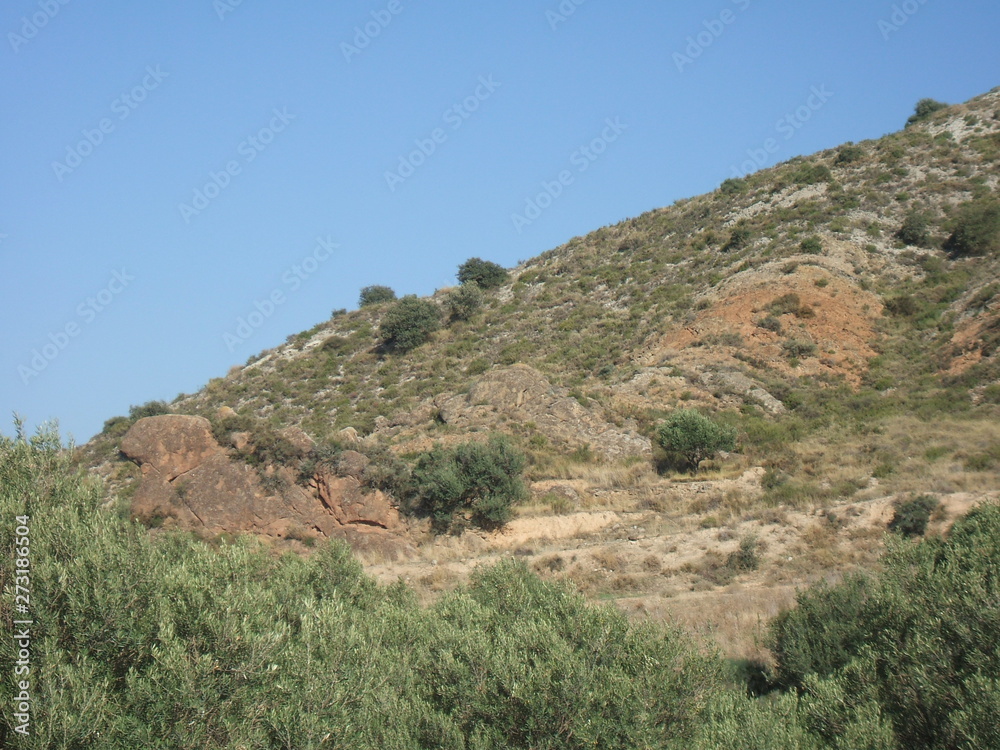 Paisaje en tierras de secano con encinas (Quercus Ilex) y olivos (Olea Europaea) Paisaje en tierras de secano con encinas (Quercus Ilex) y olivos (Olea Europaea)