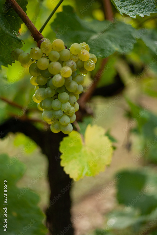 bunch of grapes on the vine