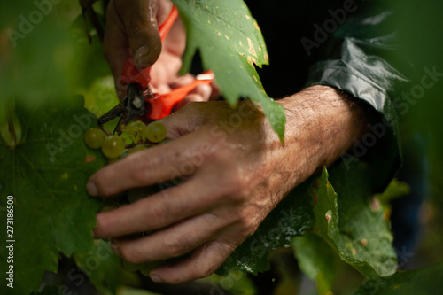 hands of an old woman holding a plant