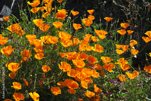 parterre d'escholtzias  ou pavots de californie orange photo