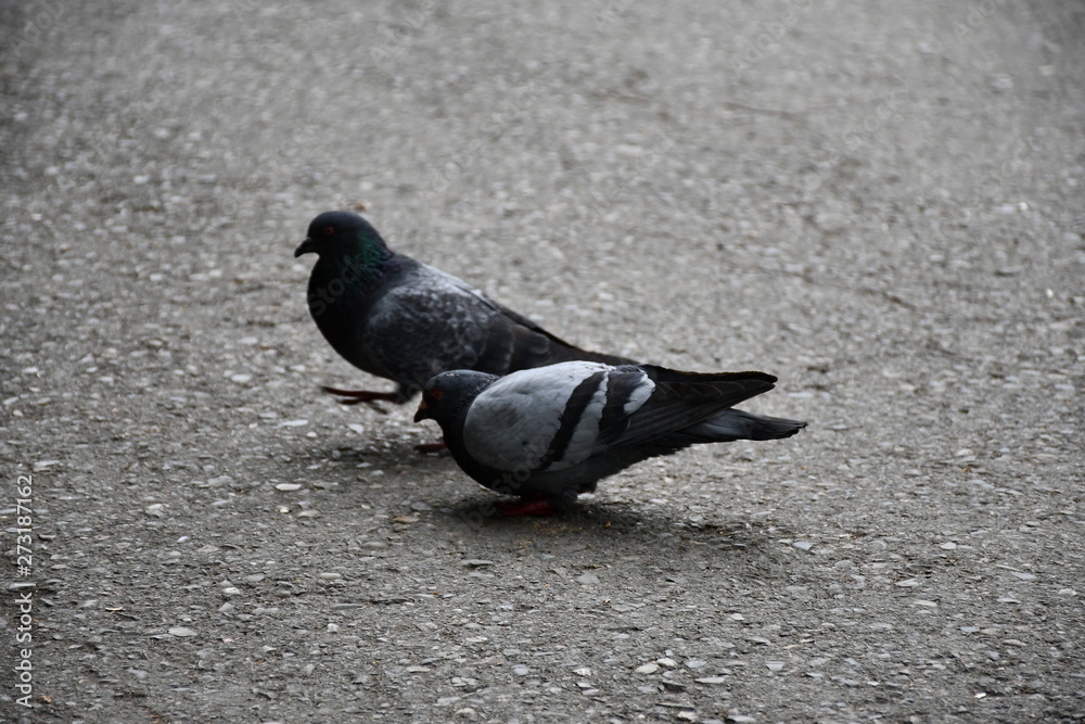 Obraz premium pigeons on the street