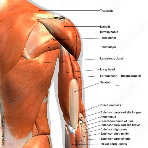 Male Triceps and Shoulder Muscle Chart Labeled on White Background	 photo