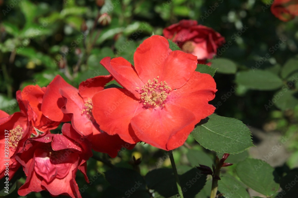 pretty red roses in a garden close up