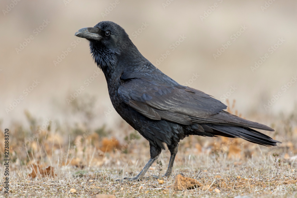 The common raven (Corvus corax). The raven is a black passerine bird. Spain The common raven (Corvus corax). The raven is a black passerine bird. Spain