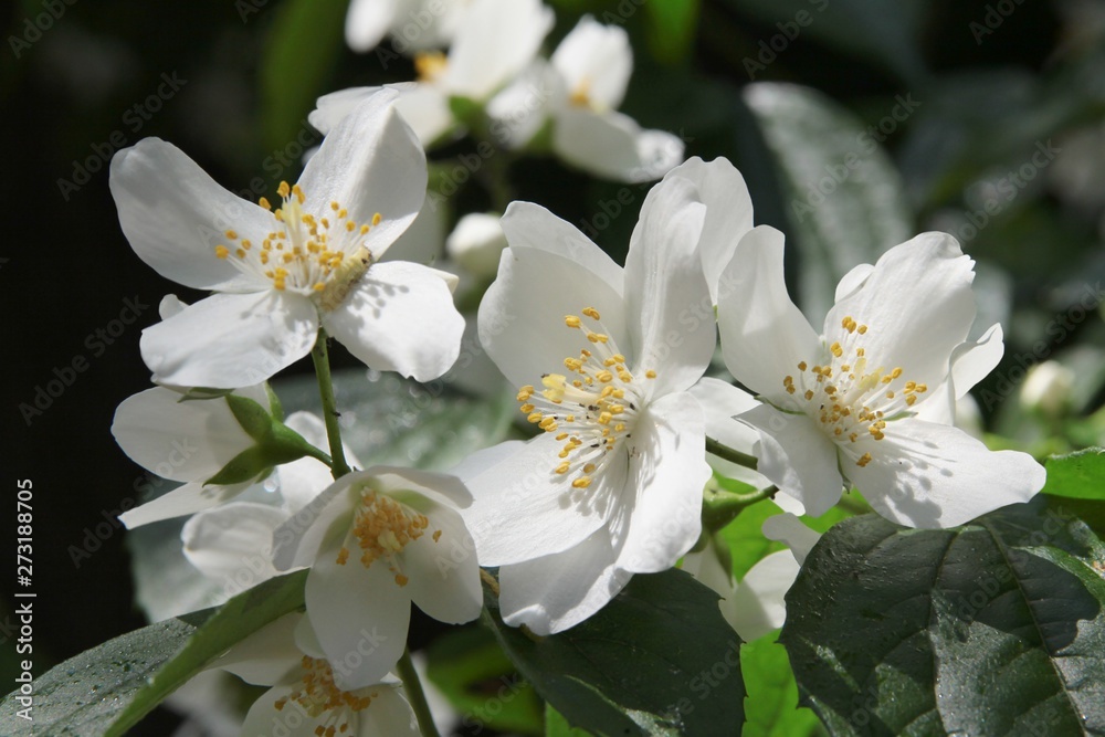 white,fragrant flowers of jasmine bush at spring white,fragrant flowers of jasmine bush at spring