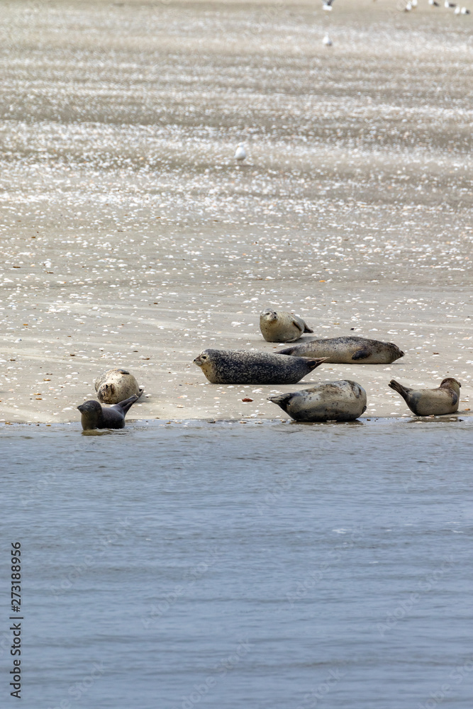Fototapeta premium Some seals lying on a sand island in the north sea in lower saxony in germany 
