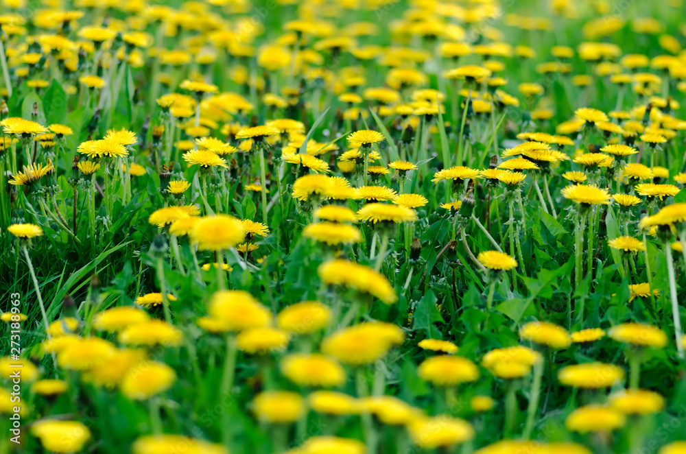 Obraz premium Yellow field of dandelions