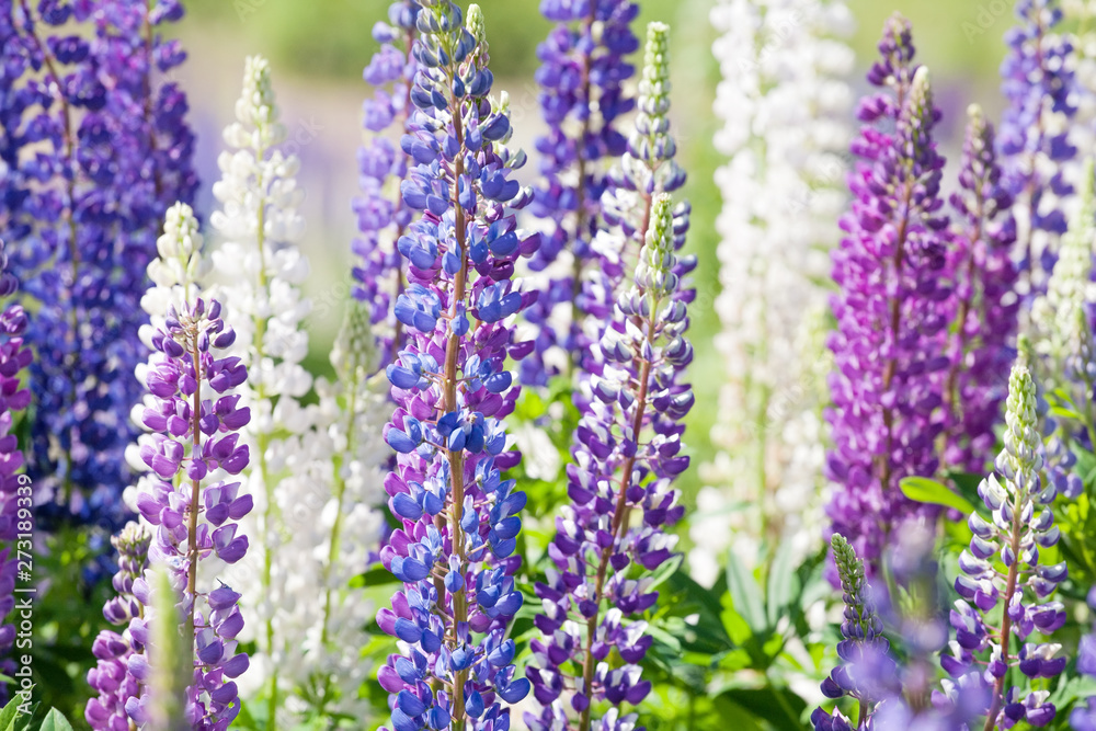 pink and violet lupine flowers closeup view on outdoor daylight meadow background pink and violet lupine flowers closeup view on outdoor daylight meadow background