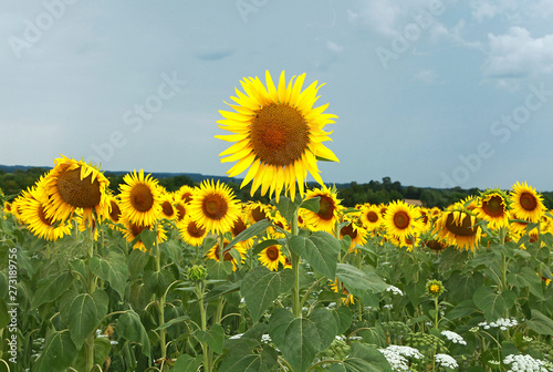 Champ de tournesols