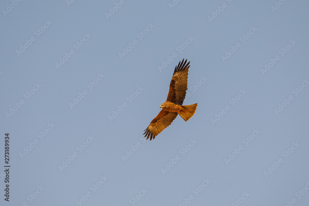 Fototapeta premium Desert eagle