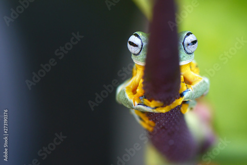 Peeking Frog behind a plant