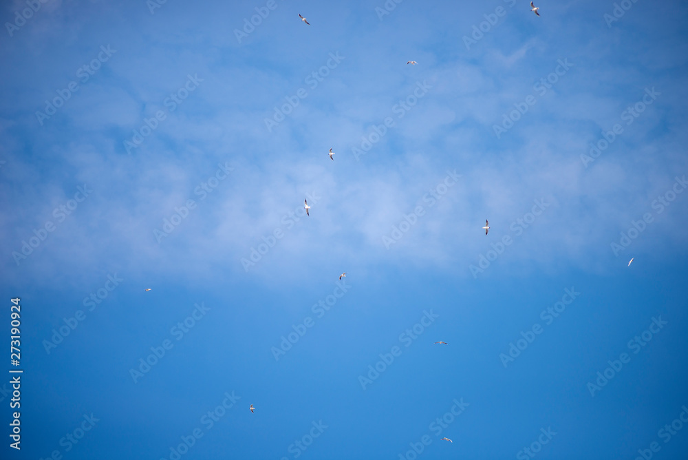 many gulls flying in the sky