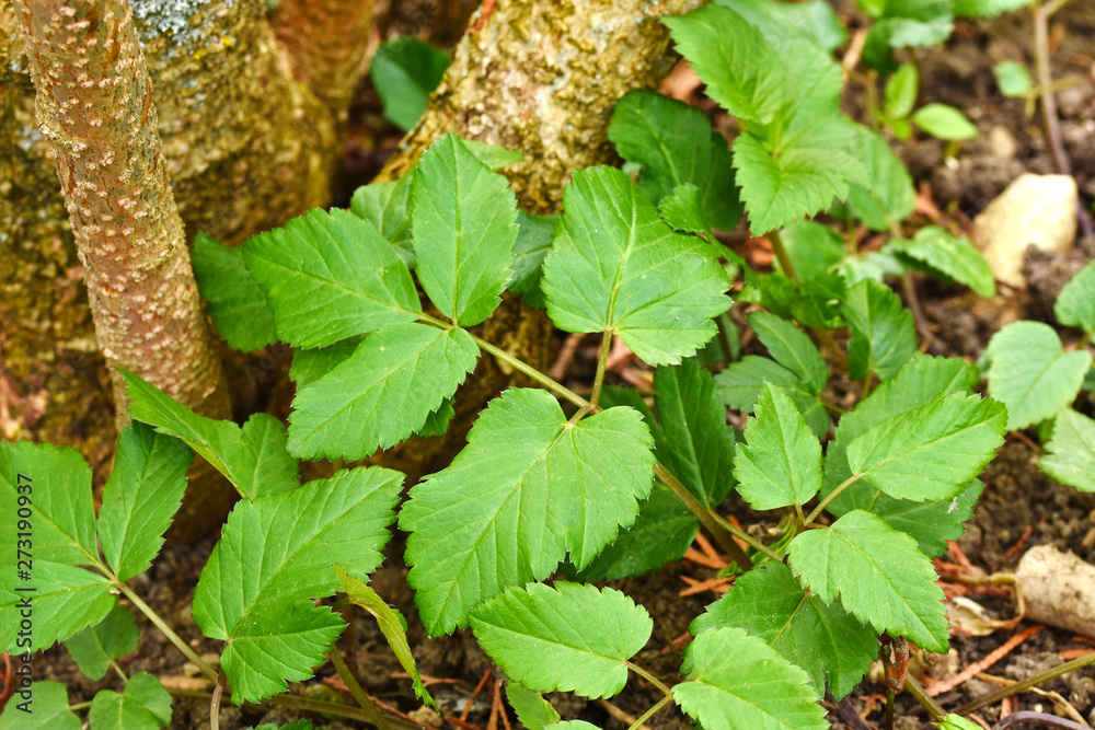 Gewöhnlicher Giersch, Aegopodium podagraria, ashweed, Gewöhnlicher Giersch, Aegopodium podagraria, ashweed,
