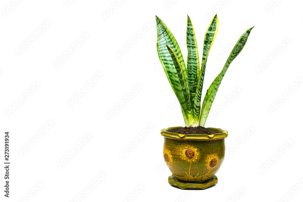 Set of leaves in the plant pot isolated on white background for decor your project. Set of leaves in the plant pot isolated on white background for decor your project.