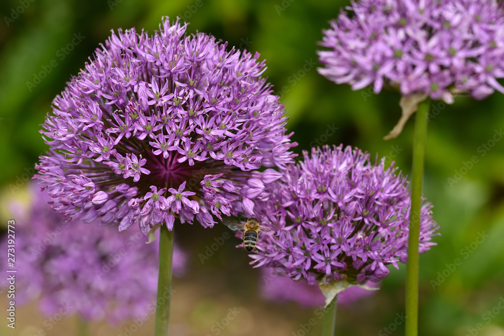Riesen-Lauch, Allium giganteum, giant allium, giant onion Riesen-Lauch, Allium giganteum, giant allium, giant onion