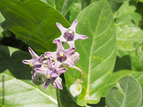 Close-up Crown flower (Calotropis Gigantea), beautiful purple flower blossom on tree with green nature blurred background, other names Giant Indian Milkweed, Giant Milkweed, Tembega. photo