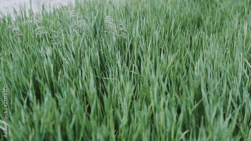 Natural Green Greenery Grass Stems Swayed From Wind In Summer Day. Natural Green Greenery Grass Stems Swayed From Wind In Summer Day.