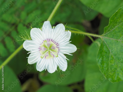 Beautiful Stinking passionflower (Passiflora foetida) white flower blossom with green nature blurred background, other names wild maracuja, bush passion fruit, wild water lemon, running pop. photo