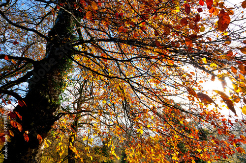 European Beech or Common Beech forest, Ucieda forest, Saja-Besaya Natural Park, Cantabria, Spain, Europe photo