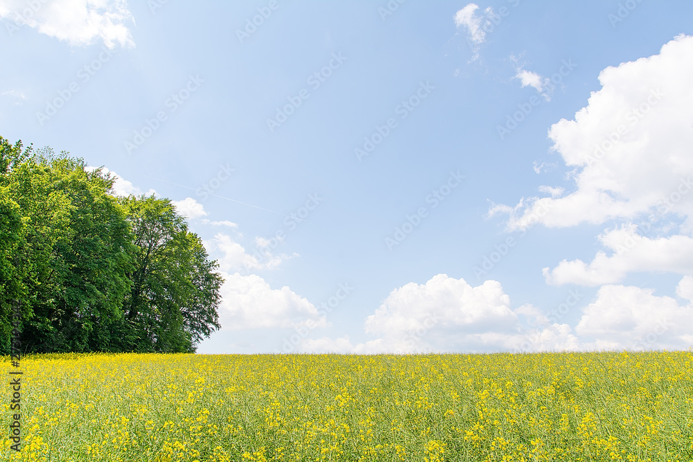 Agricultural landscape in sunny day (Poland)