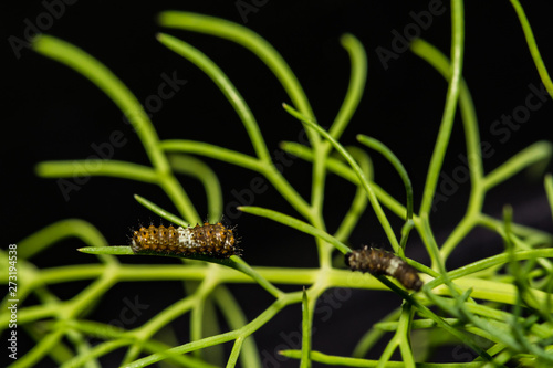 Black Swallowtail Caterpillar Bird Poop Mimic (Papilio polyxenes) © ondreicka