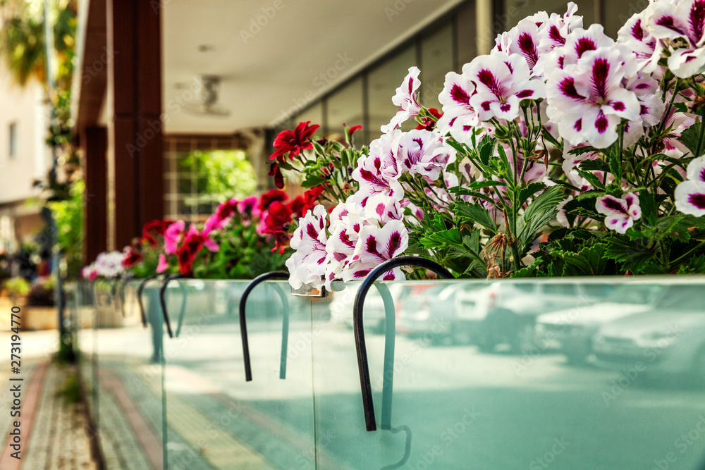Balcony with flowers. Summer beautiful terrace.