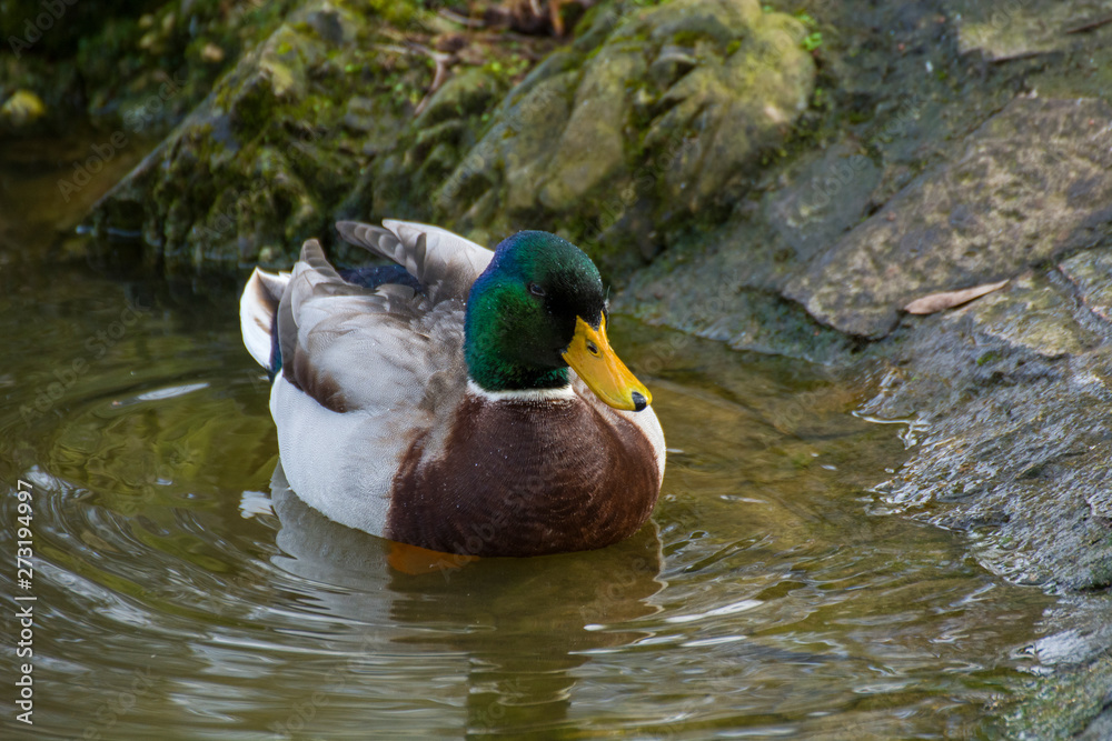 Fototapeta premium Bird 220