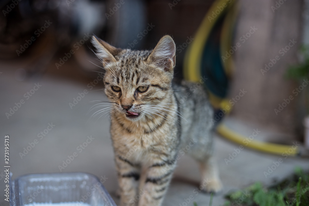 Obraz premium Cat