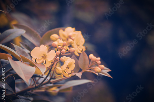 Wonderland of Yellow Flowers