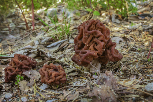 Mushroom Gyromitra in a forest glade. False morel
