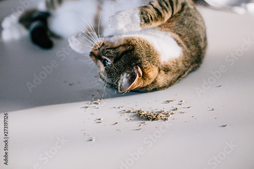 Cat laying on his back after eating catnip