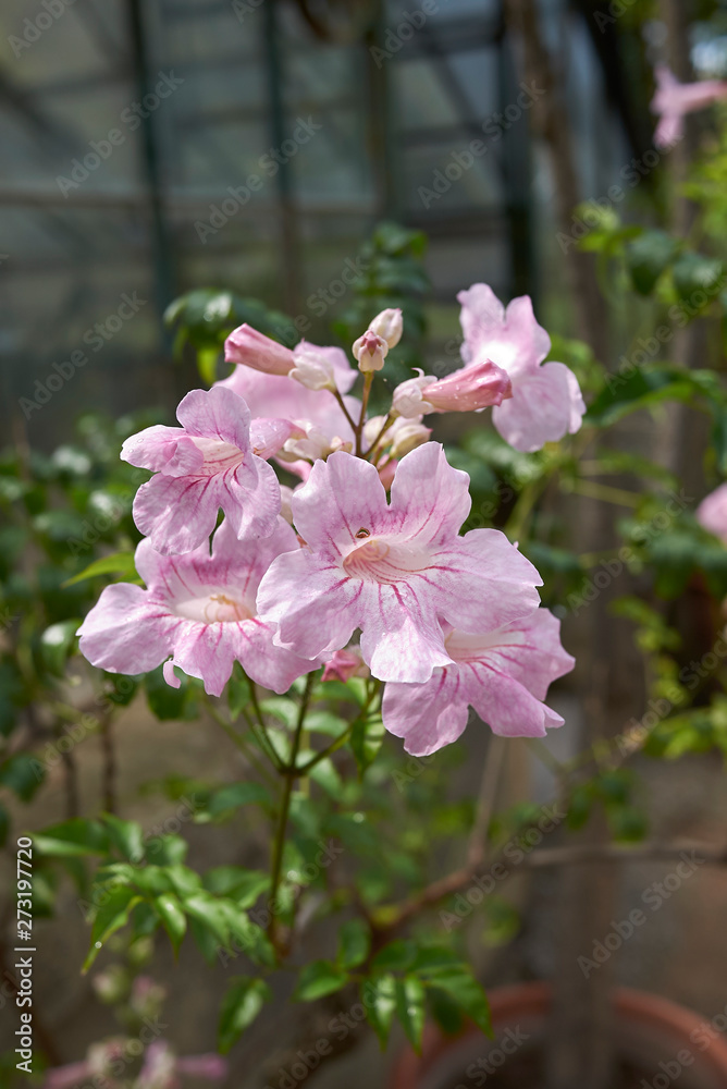Fototapeta premium Podranea ricasoliana