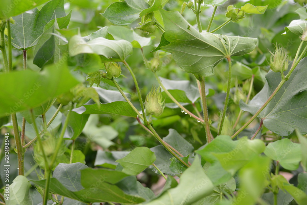 Un champs de coton conventionnel fleurissant Un champs de coton conventionnel fleurissant
