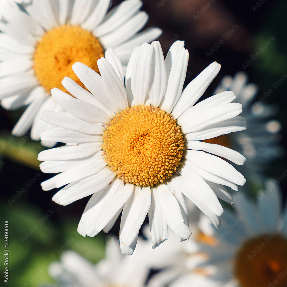 Fototapeta premium Close-up of daisy flowers in the gentle rays of the warm sun in the garden. Summer, spring concepts. Beautiful nature background. Macro view of abstract nature texture. Template for design. Soft focus
