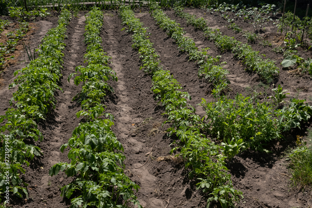 rows of green potato plant in field