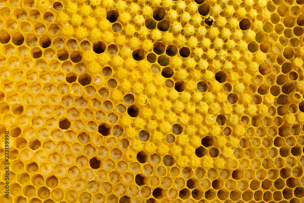 Honey frame with honey and bee larvae close-up. Beekeeping and apiary. Selective focus. Honey frame with honey and bee larvae close-up. Beekeeping and apiary. Selective focus.