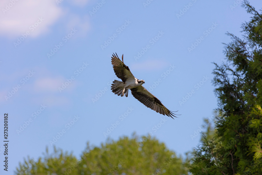 Obraz premium Western osprey (Pandion haliaetus) in flight,nature scene from Wisconsin