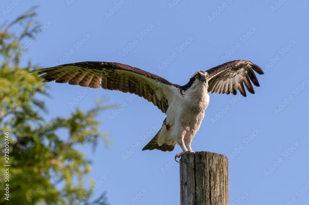 Western osprey (Pandion haliaetus) sitting on a wooden pole Western osprey (Pandion haliaetus) sitting on a wooden pole