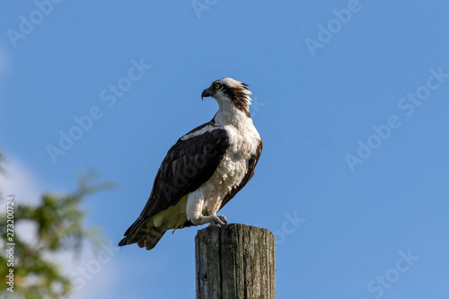 Western osprey (Pandion haliaetus) sitting on a wooden pole