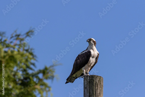 Western osprey (Pandion haliaetus) sitting on a wooden pole
