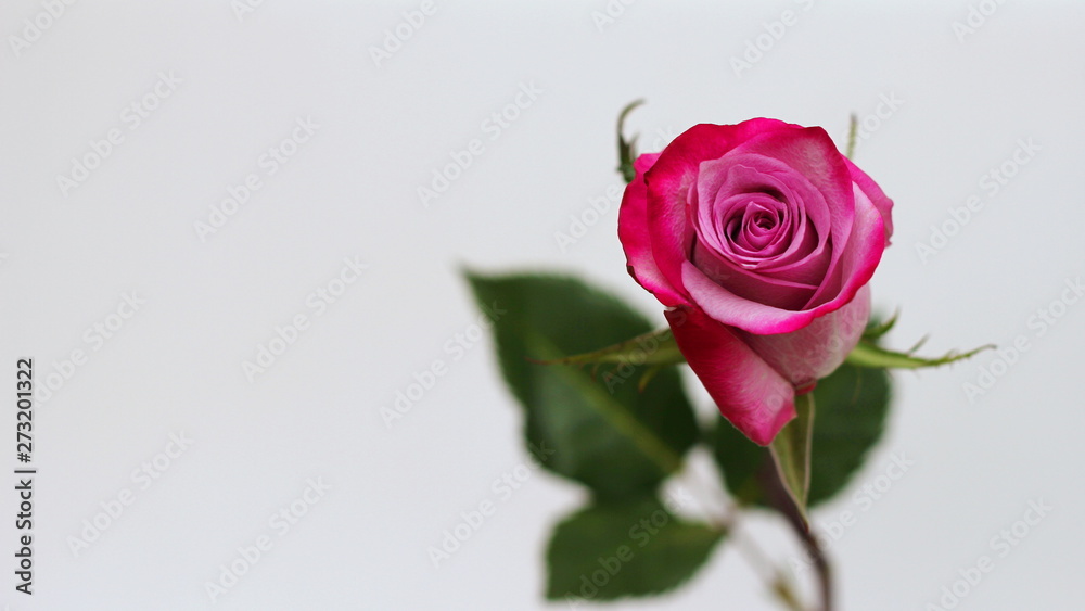 Pink rose closeup. Selective focus. Congratulations on your birthday, March 8 or Women's day. Space to insert text. Pink rose closeup. Selective focus. Congratulations on your birthday, March 8 or Women's day. Space to insert text.