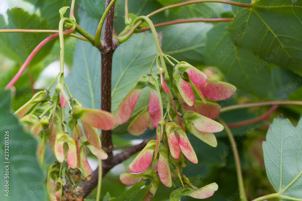 Bright seed pods of sycamore on a bush with green foliage selective focus Bright seed pods of sycamore on a bush with green foliage selective focus