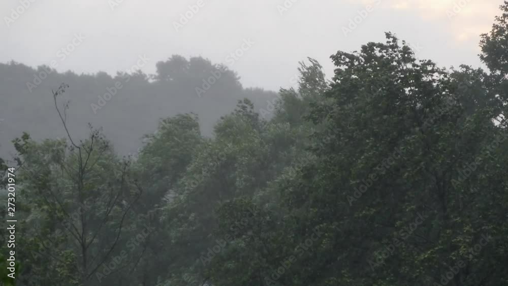 Cyclone and heavy rain. Storm in the forest. Bad weather. The wind sways the branches of the trees. Cyclone and heavy rain. Storm in the forest. Bad weather. The wind sways the branches of the trees.