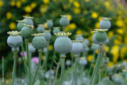 Canvas Print Close up of green opium poppy head capsules. Papaver somniferum.
