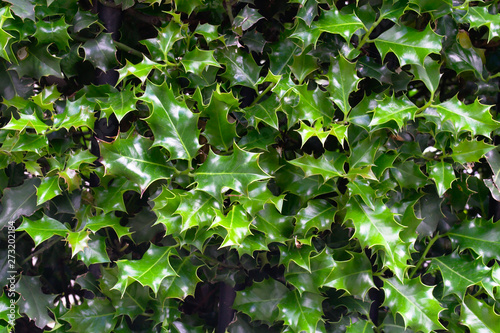 Ilex opaca or american holly is a small, evergreen tree with a narrow, pyramidal crown, it is best as a traditional Christmas decoration photo