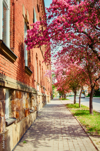 Spring blossom street